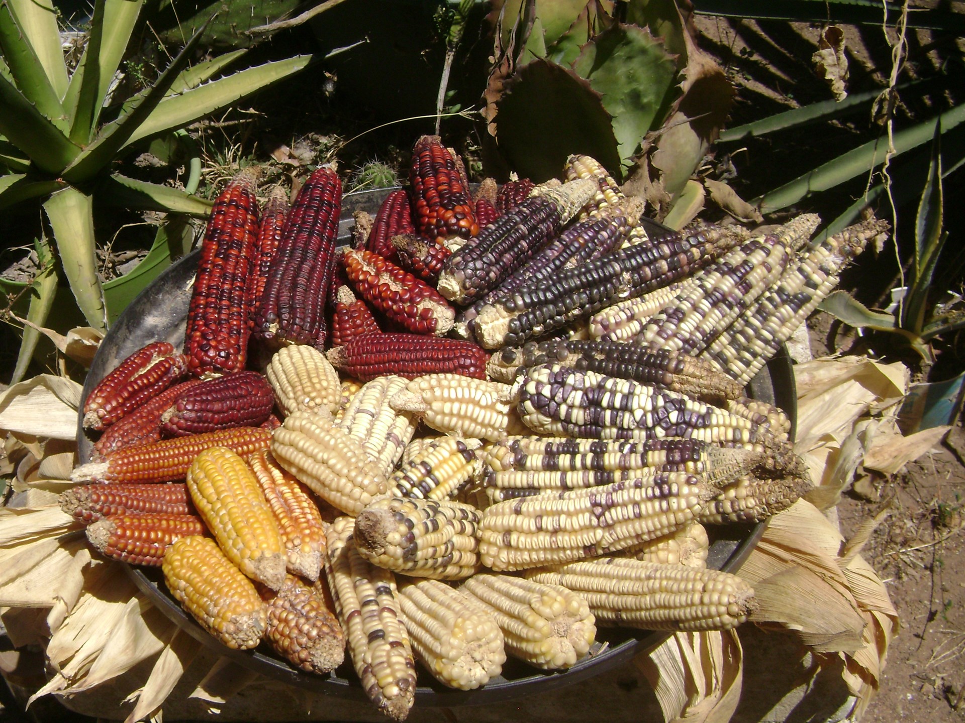 En peligro de extinción el maíz palomero original