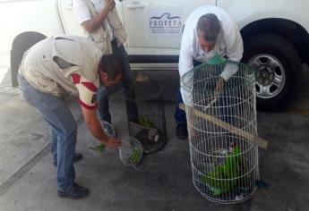 Asegura Profepa aves en peligro de extinción en Culiacán