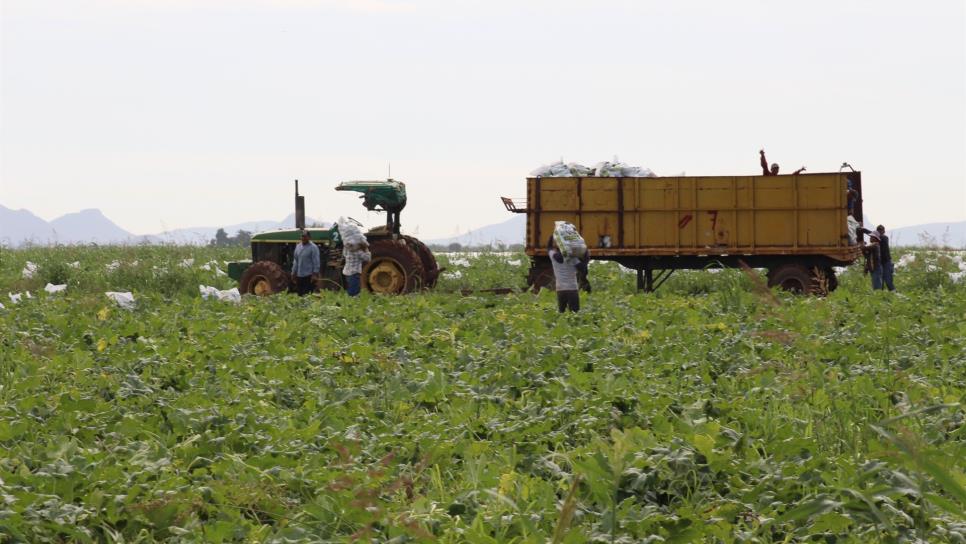 Se intoxica con fertilizante un agricultor de Guamúchil