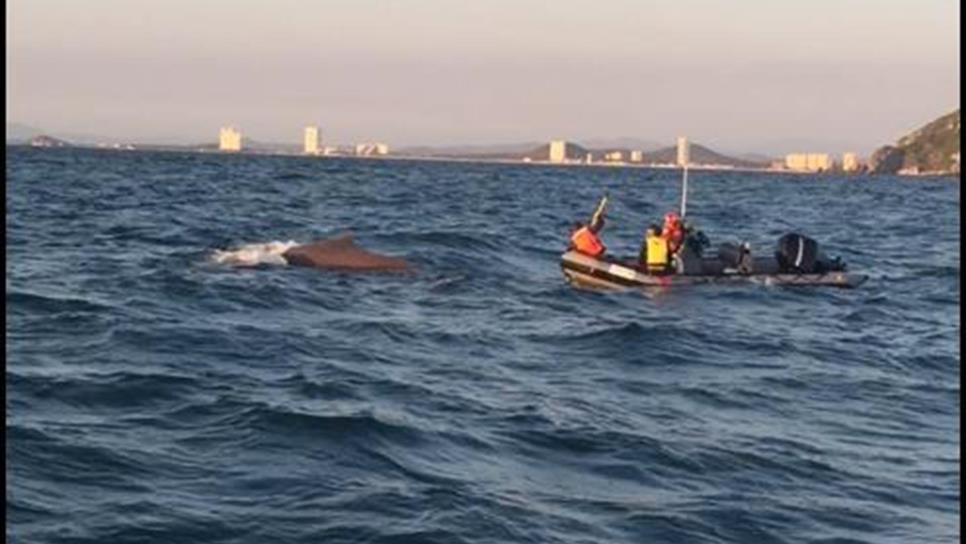 Profepa rescata a ballena con cuerda atada en la cola en Mazatlán