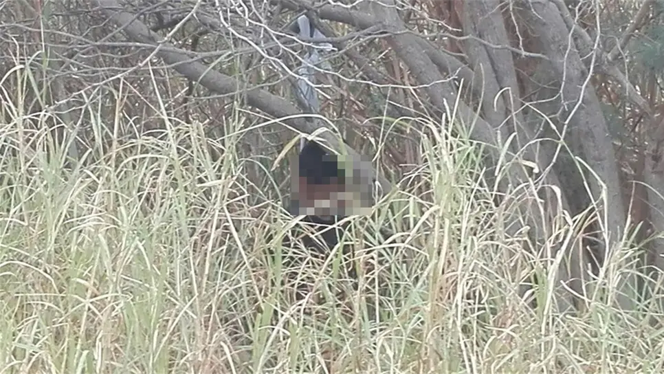 Lo golpean hasta la muerte y lo cuelgan en un árbol