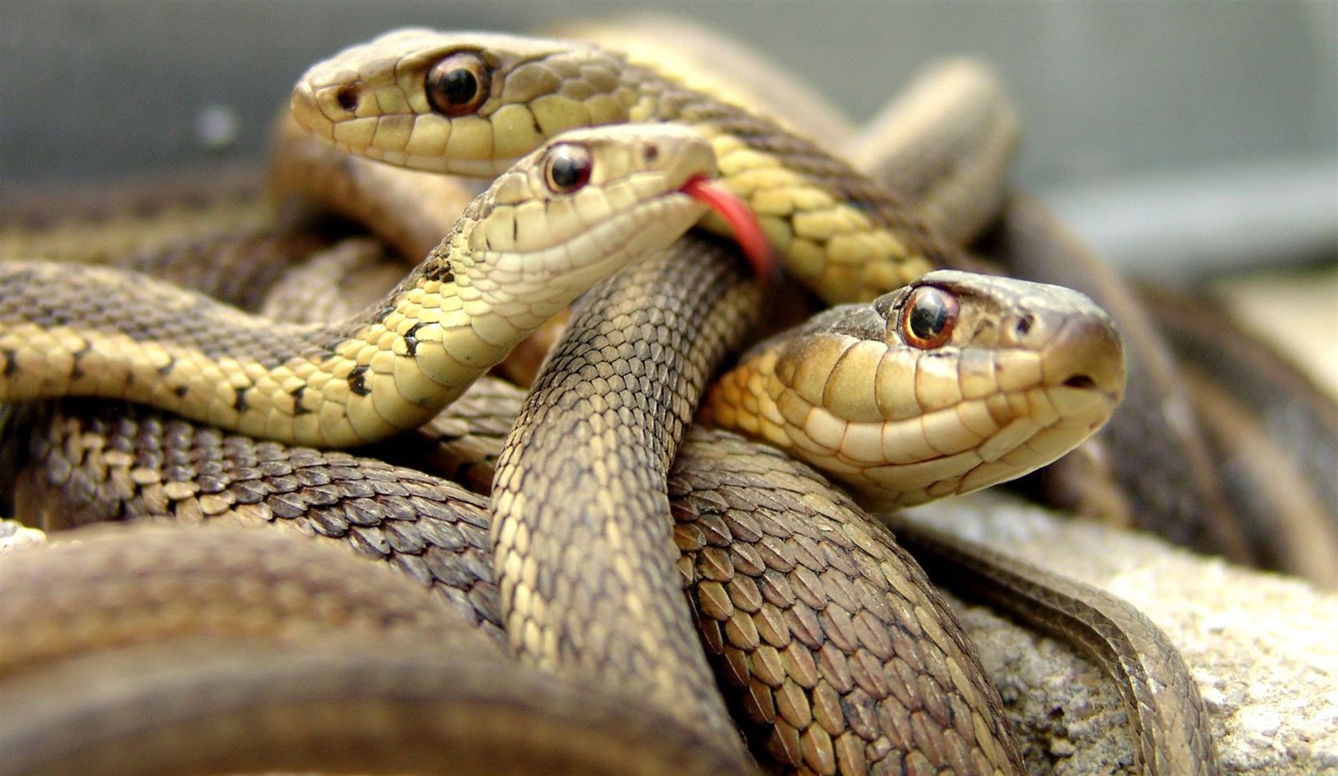 Estudian veneno de víboras como método anticonceptivo masculino