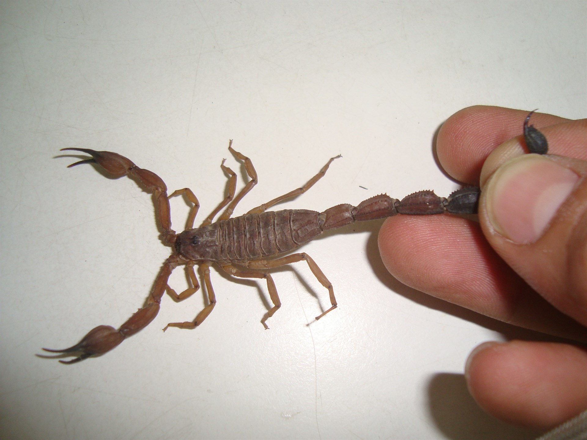 Antiveneno de alacrán llegará pronto a México