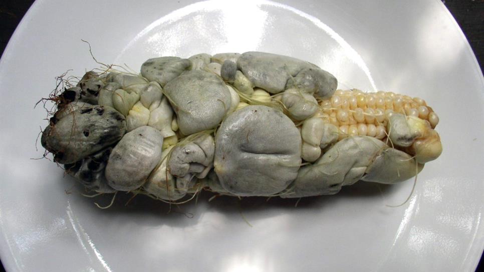 Diabetes podría ser controlada con huitlacoche