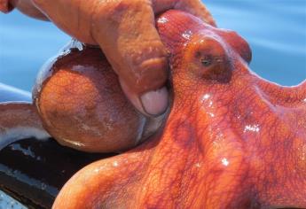 Saliva del pulpo rojo ayudaría contra el Alzheimer