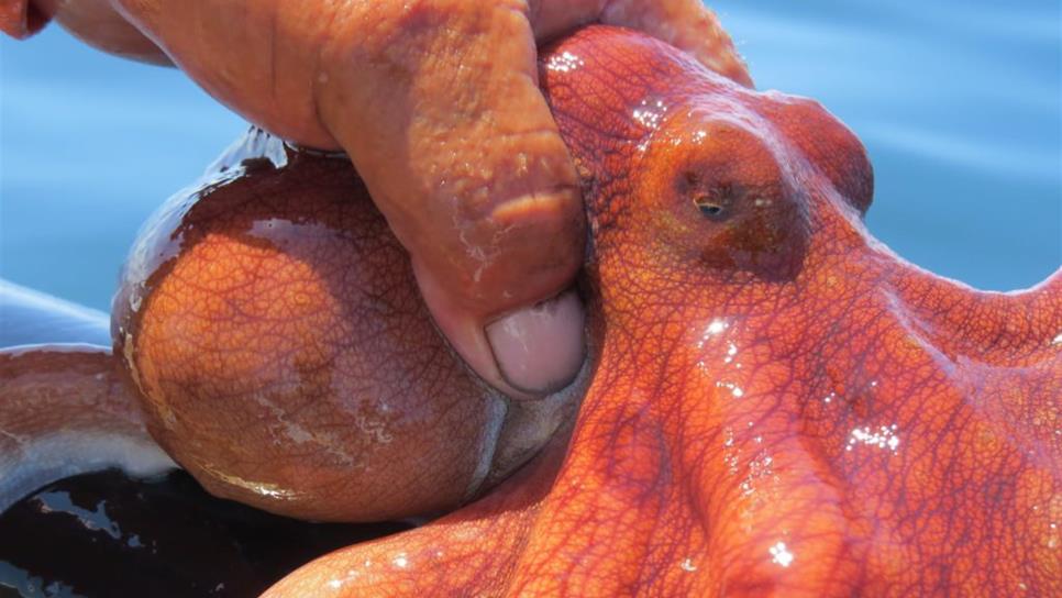 Saliva del pulpo rojo ayudaría contra el Alzheimer