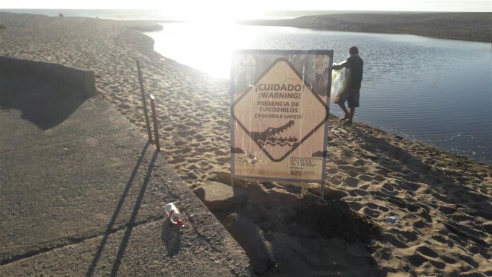 Reiteran alerta por presencia de cocodrilos en playas de Mazatlán