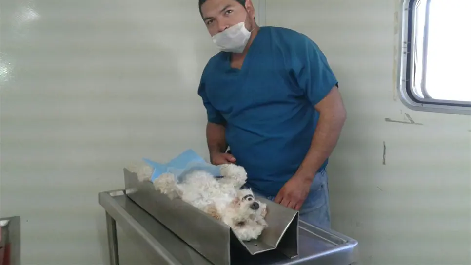 Invitan a esterilizar a mascotas