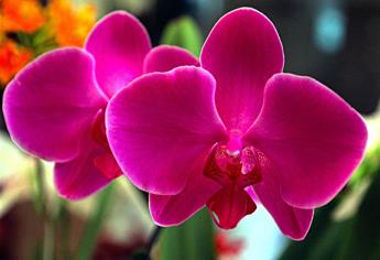 Especialistas ubican nueva especie de orquídea en México