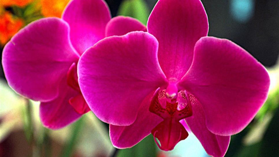 Especialistas ubican nueva especie de orquídea en México