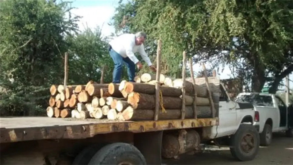 Asegura Profepa madera de hiza y Guásima en Culiacán