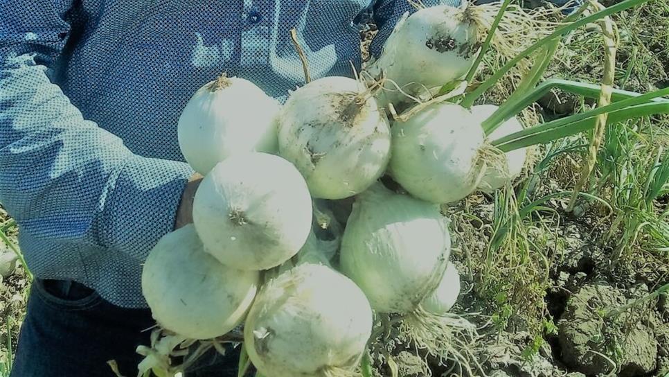 Levantan primera cosecha de cebolla blanca en el sur de Sinaloa