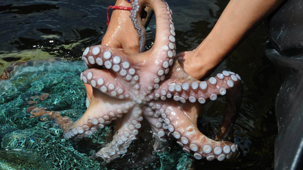 Saliva de pulpo podría ayudar a tratar el Alzheimer