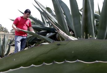 Agave pulquero, cultivo que ofrece alimento, bebida y biocombustible