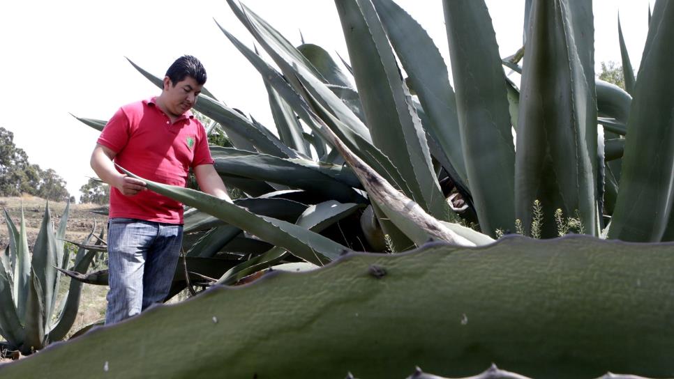 Agave pulquero, cultivo que ofrece alimento, bebida y biocombustible