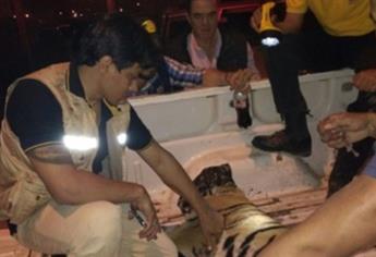 Recupera Profepa cachorro de tigre que deambulaba en Navolato