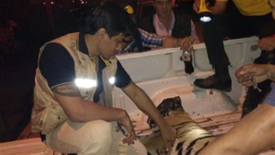 Recupera Profepa cachorro de tigre que deambulaba en Navolato