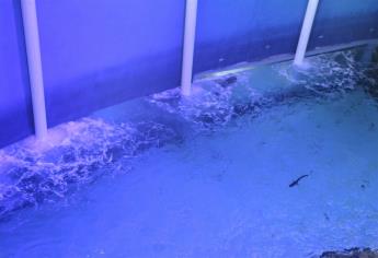 Especies del Tiburonario siguen en la pecera