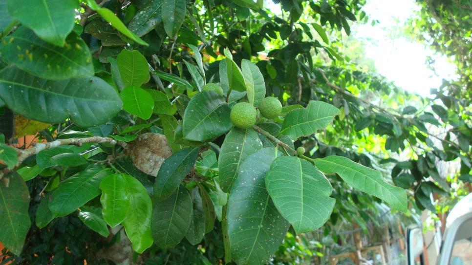 Promueven consumo de planta ramón por nutricional