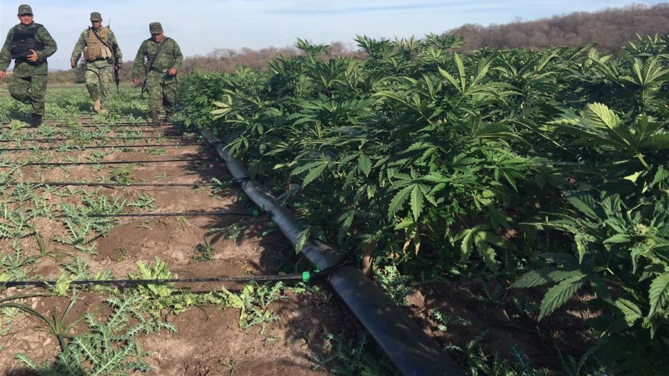 Localiza Sedena plantío de mariguana con sistema de riego