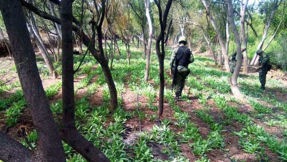 Ubican y destruyen plantíos de amapola en Salvador Alvarado