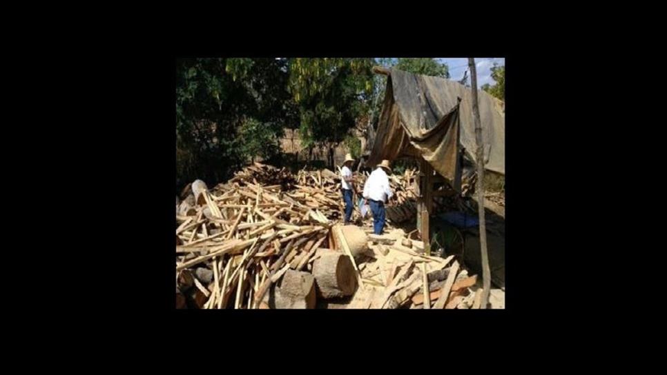 Aseguran madera y clausuran aserradero en El Rosario