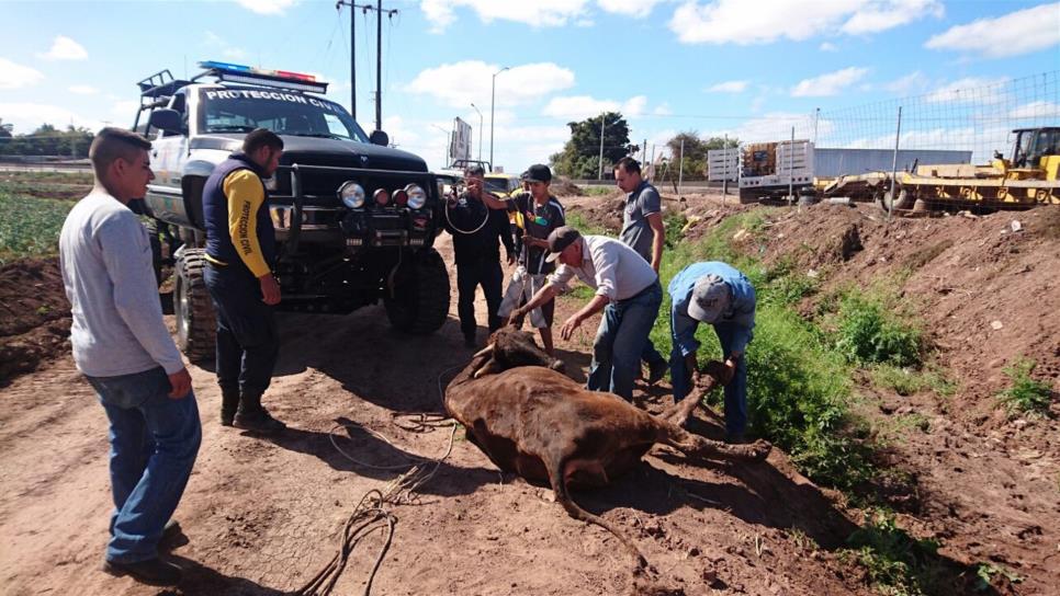 Protección Civil rescata una vaca que se hundió en el lodo