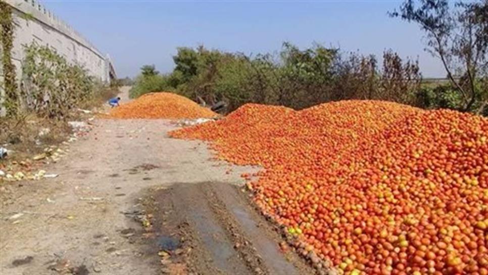 Tiran tomate sinaloense por bajo costo en el mercado