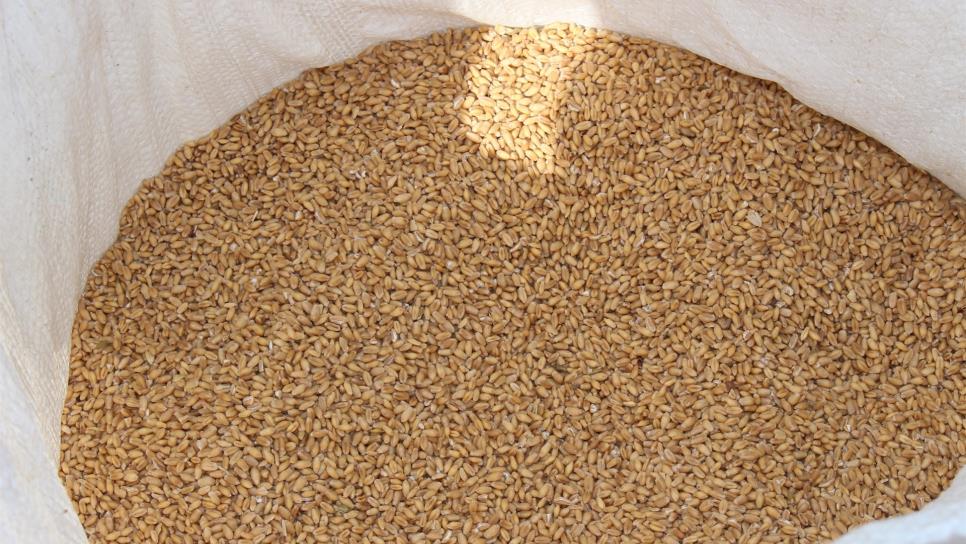 Productores temen bajos rendimientos en trigo por calor