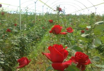 Producción de rosas en el país creció 5.6 por ciento