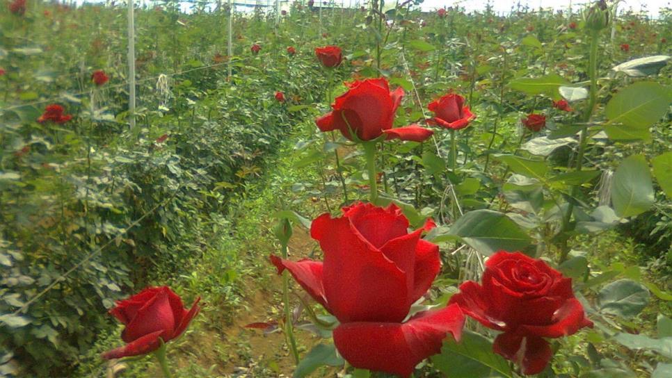 Producción de rosas en el país creció 5.6 por ciento