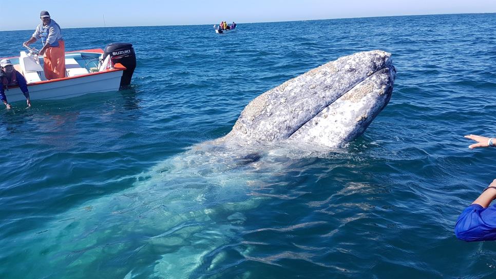 Destacan labor de México para evitar extinción de ballena gris