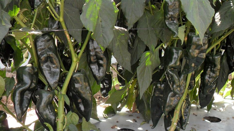 Vive Sinaloa auge en cosecha de hortalizas con mercado deprimido