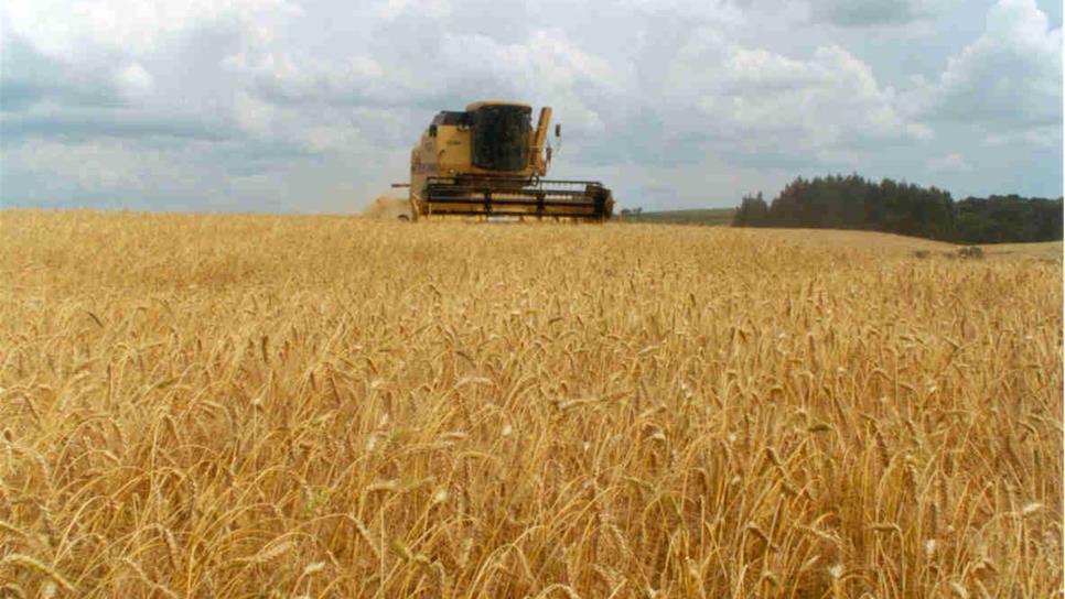Cosecha de trigo de Sonora disminuirá 250 mil toneladas este año