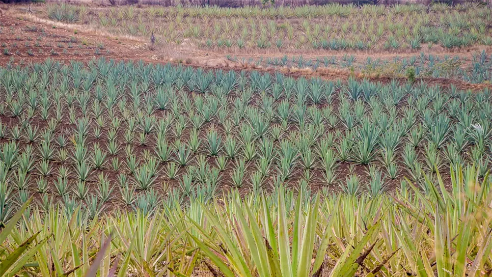 Agave: sólo se emplea para hacer tequila, pero es multiusos