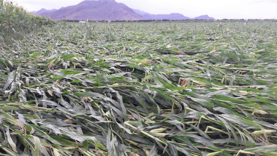 Daños parciales en maíz y trigo por vientos con lluvia