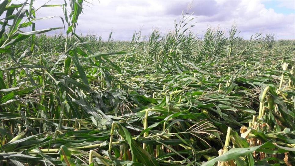 Afectan fuertes vientos mil 300 has de maíz y otros cultivos