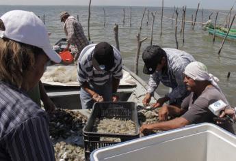 Pesca ilegal de camarón y pepino de mar; delito federal