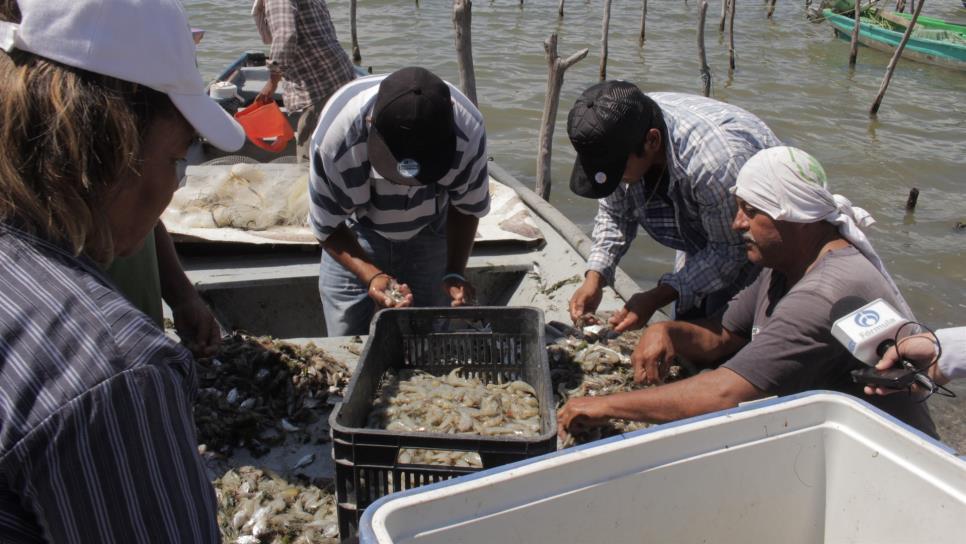 Pesca ilegal de camarón y pepino de mar; delito federal