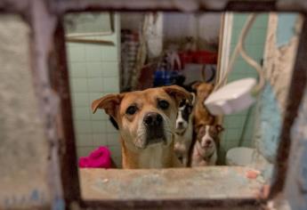 Esterilizarán perros y gatos a muy bajo costo