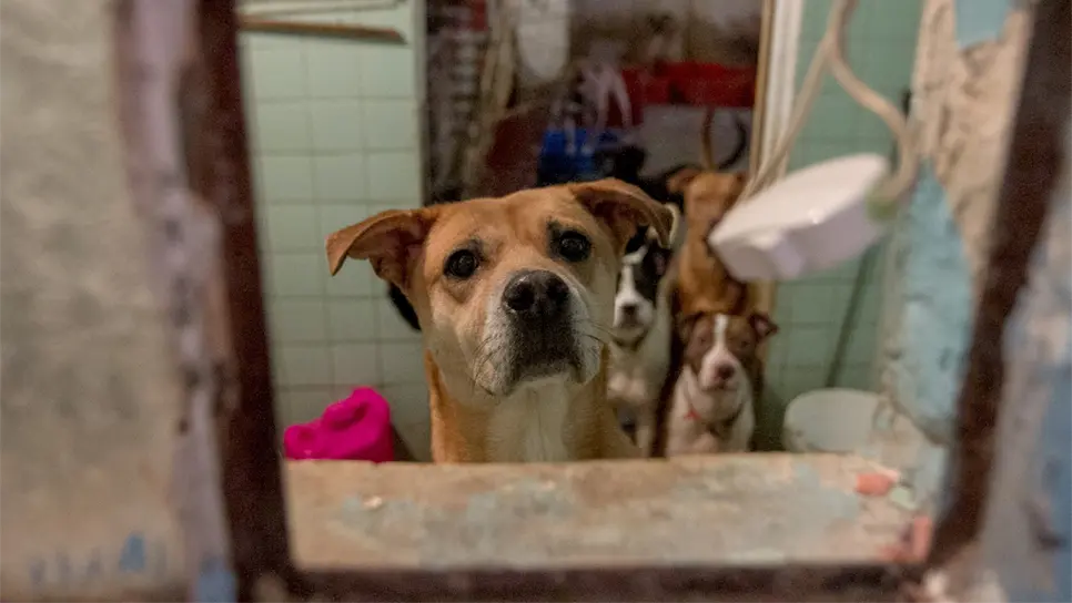 Esterilizarán perros y gatos a muy bajo costo