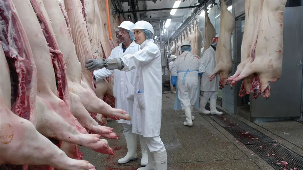 La carne de cerdo, es el principal producto que se exporta a Japón. FOTO: Internet