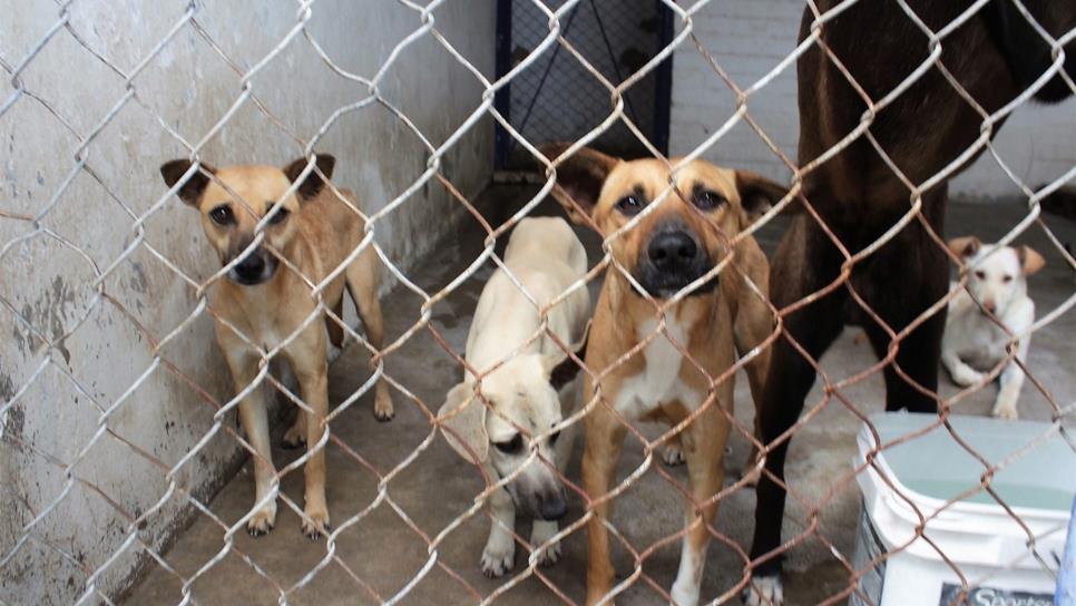 Alertan sobre plaga de pulgas en perros y gatos