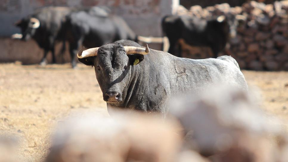 Xajay, cuna de toros indultados como Altruista, PaEnero y Gibraltar