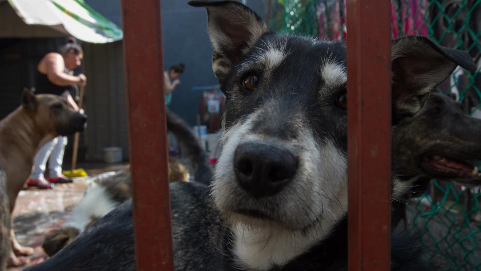 Imponen primera sanción por maltrato animal en Sonora