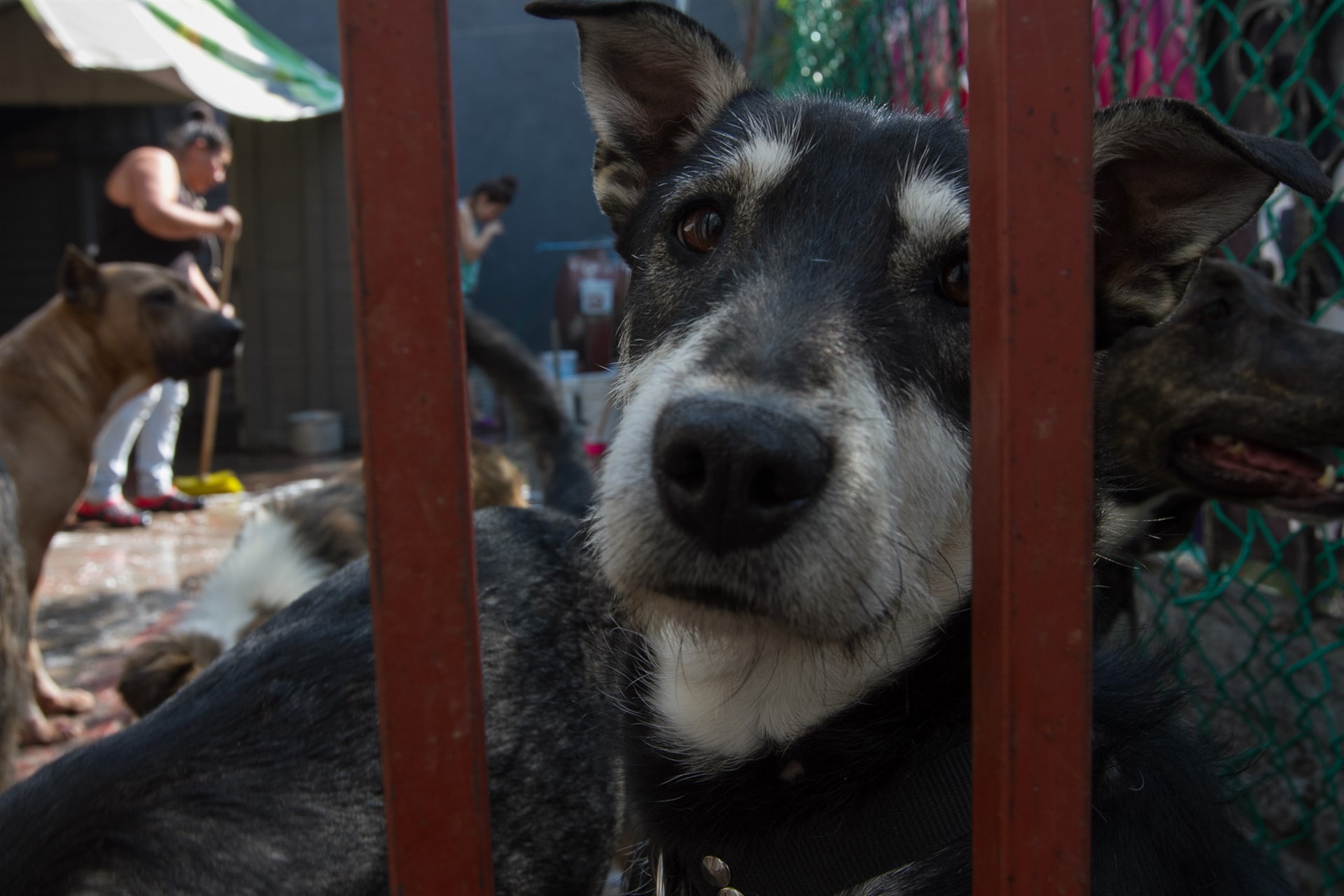 Imponen primera sanción por maltrato animal en Sonora