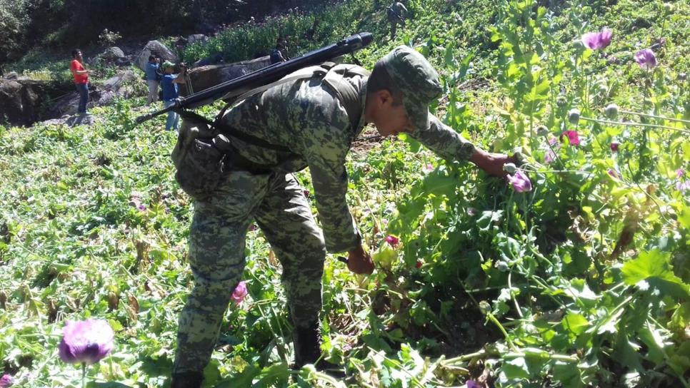 Sedena ubica y destruye plantíos de amapola en Badiraguato