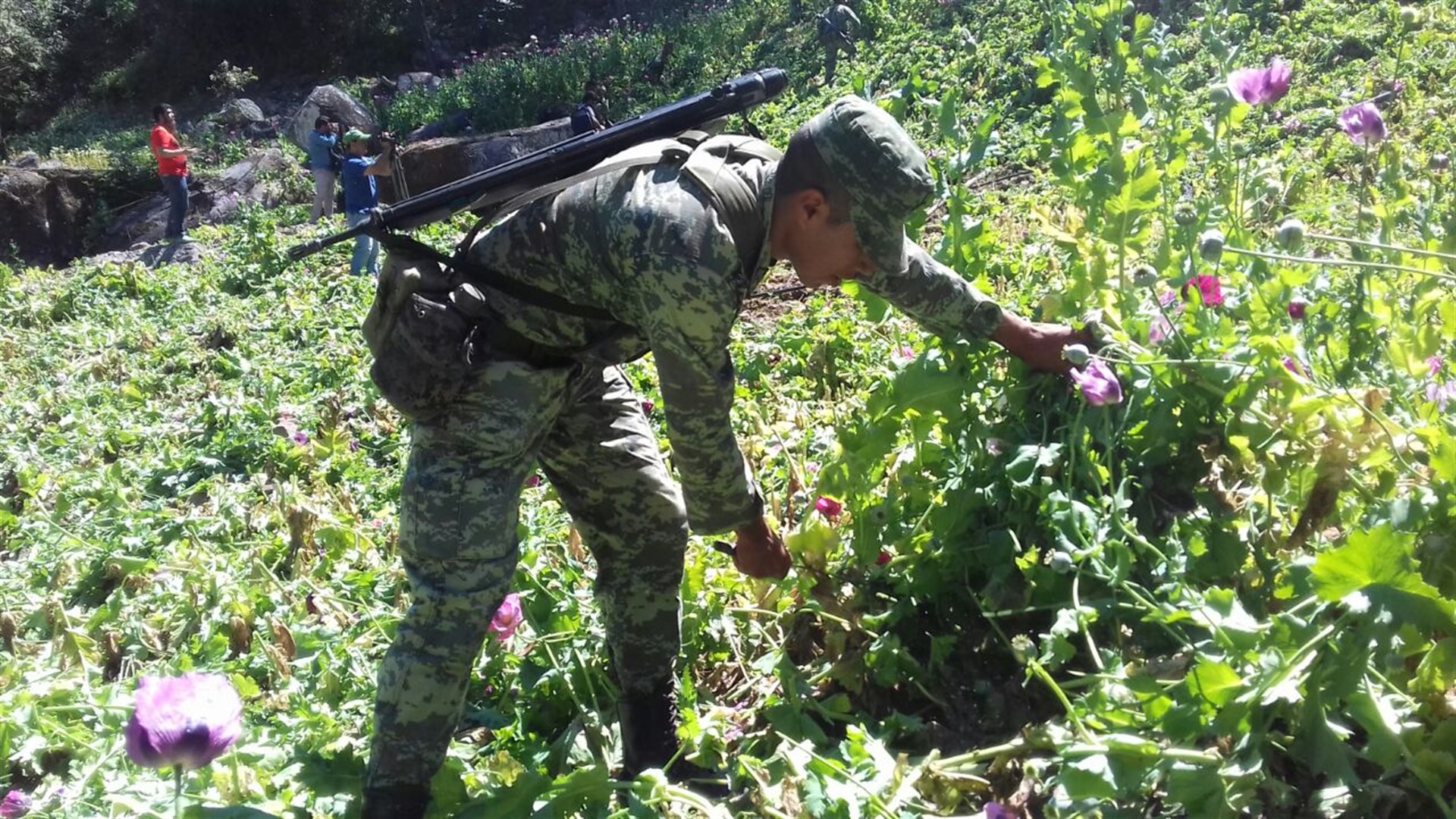 La destrucción de los plantíos. FOTO: Manuel Aceves