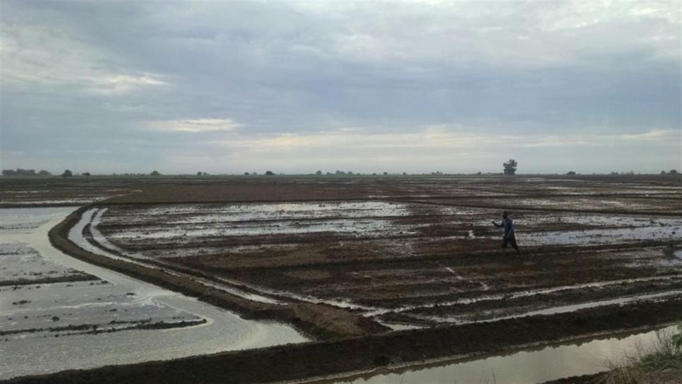 Solicitan a productores ahorrar agua en segundos cultivos