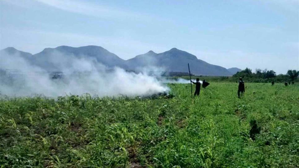 Localizan y queman mariguana en Mocorito